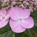 Hydrangea serrata 'Koreana'
