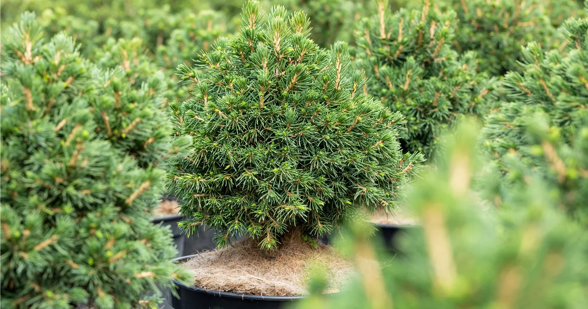 Picea abies 'Tompa'
