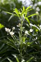 Choisya ternata 'White Dazzler' -S-