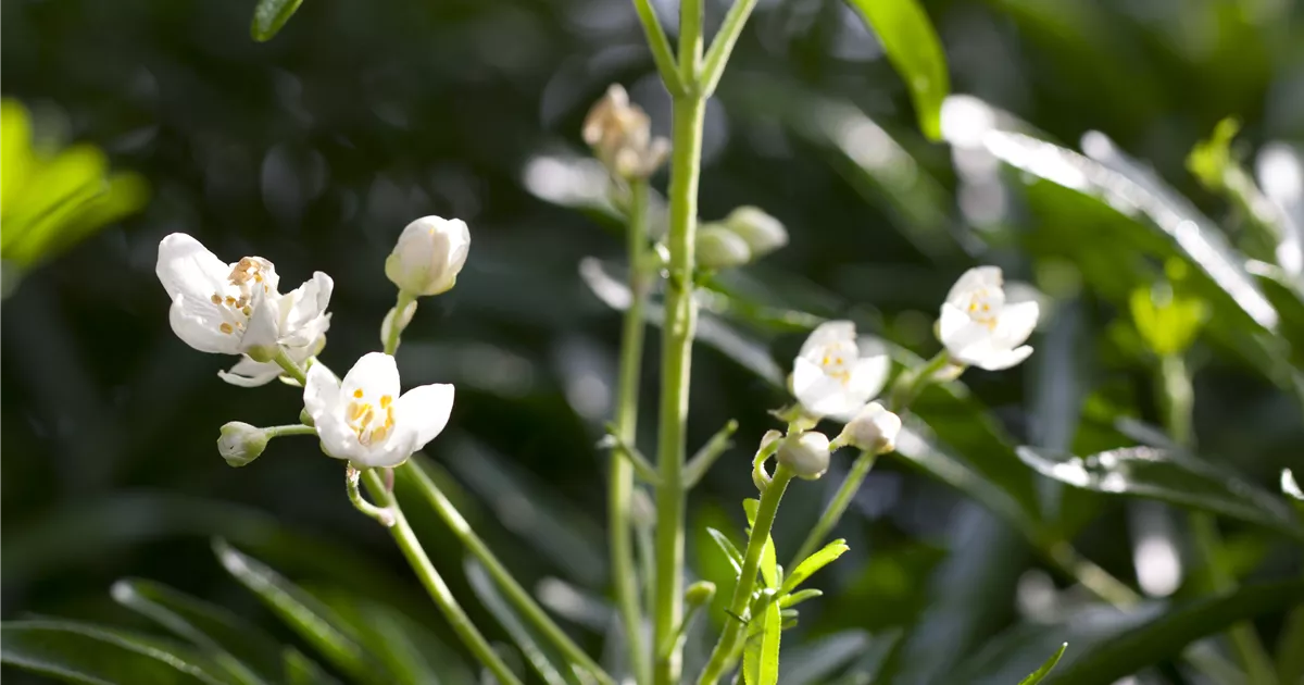 Choisya ternata 'White Dazzler' -S-