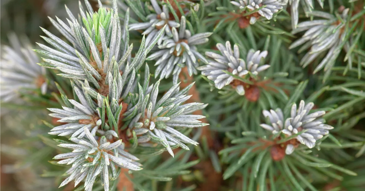 Picea glauca 'Sander's Blue'