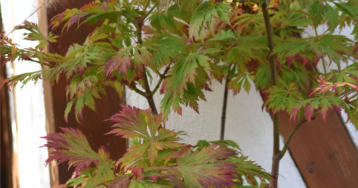 Acer japonicum 'Aconitifolium'