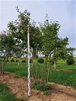 Amelanchier lamarckii