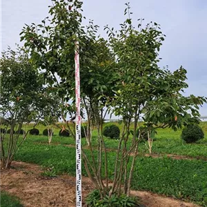 Amelanchier lamarckii