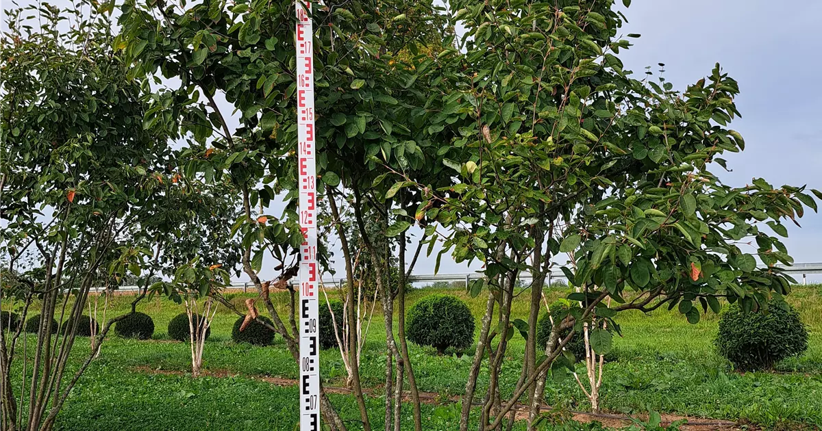 Amelanchier lamarckii