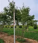 P205_1.jpg