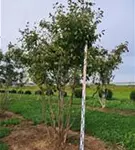 P205_2.jpg