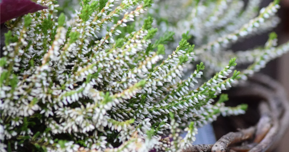 Calluna vulgaris 'Sandy' -S-
