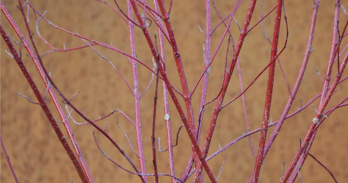 Cornus alba 'Elegantissima'