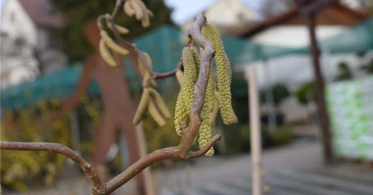 Corylus av.'Contorta'