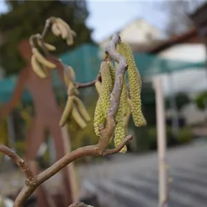 Corylus av.'Contorta'