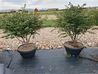 Euonymus alatus 'Compactus'