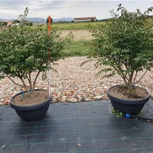 Euonymus alatus 'Compactus'