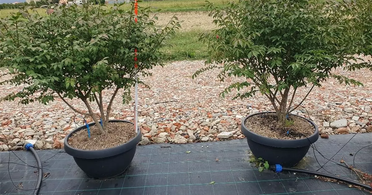 Euonymus alatus 'Compactus'