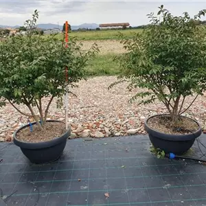 Euonymus alatus 'Compactus'