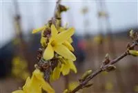 Forsythia 'Lynwood'
