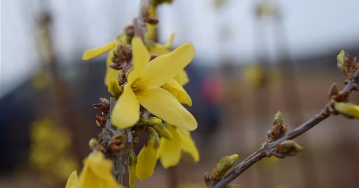 Forsythia 'Lynwood'