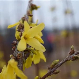 Forsythia 'Lynwood'