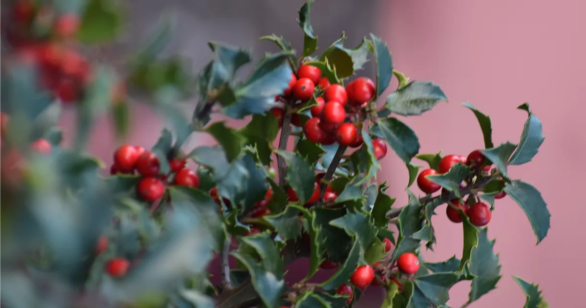 Ilex meserveae 'Blue Princess' -R-