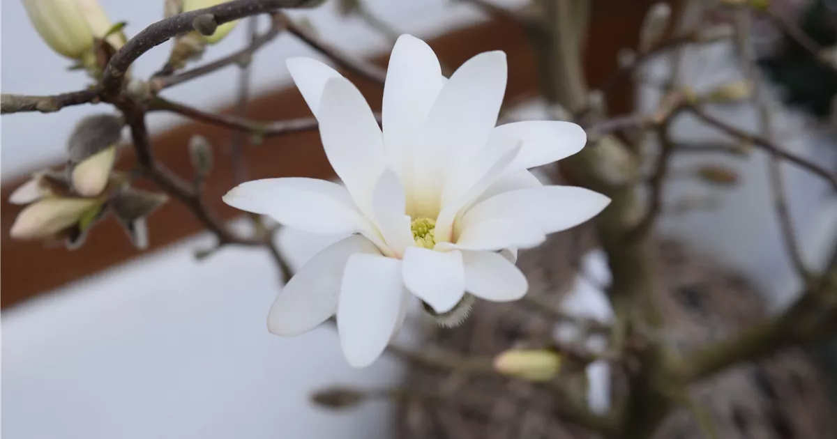 Magnolia stellata