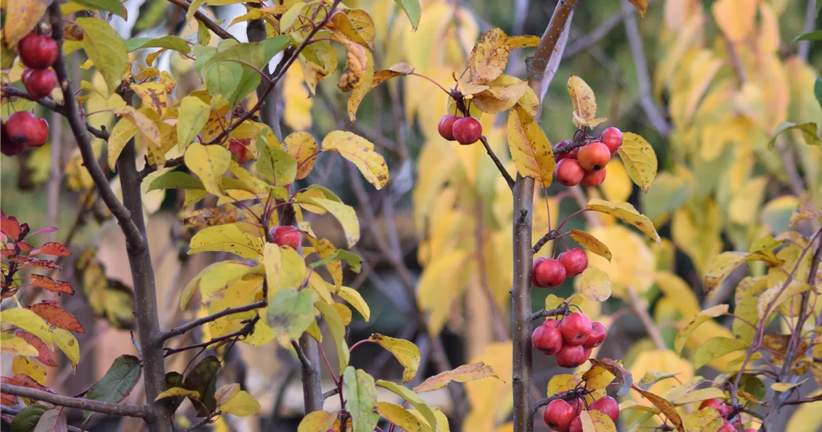Malus 'Red Sentinel'
