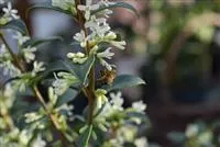Osmanthus burkwoodii