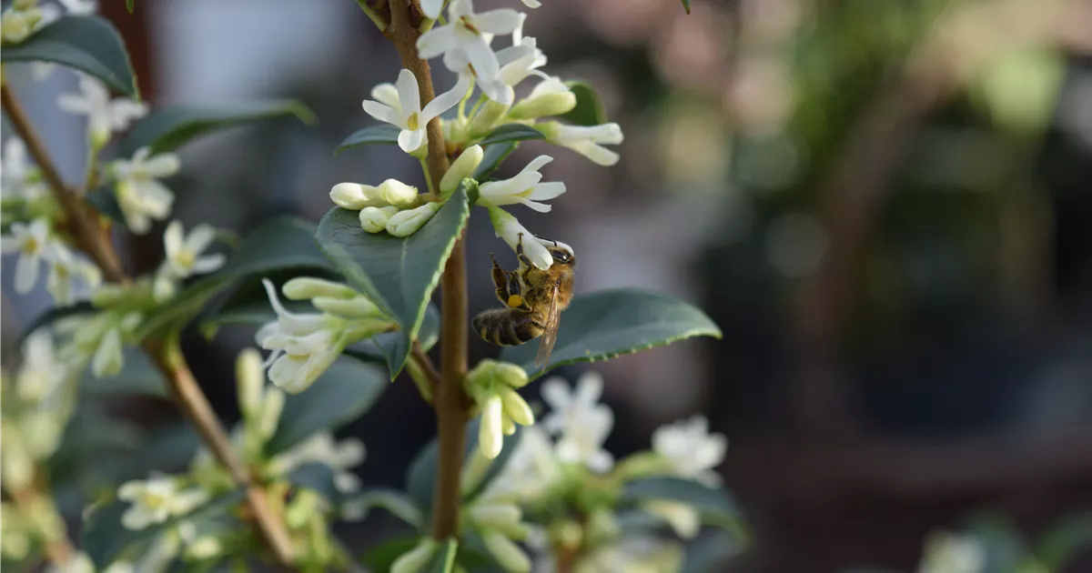 Osmanthus burkwoodii