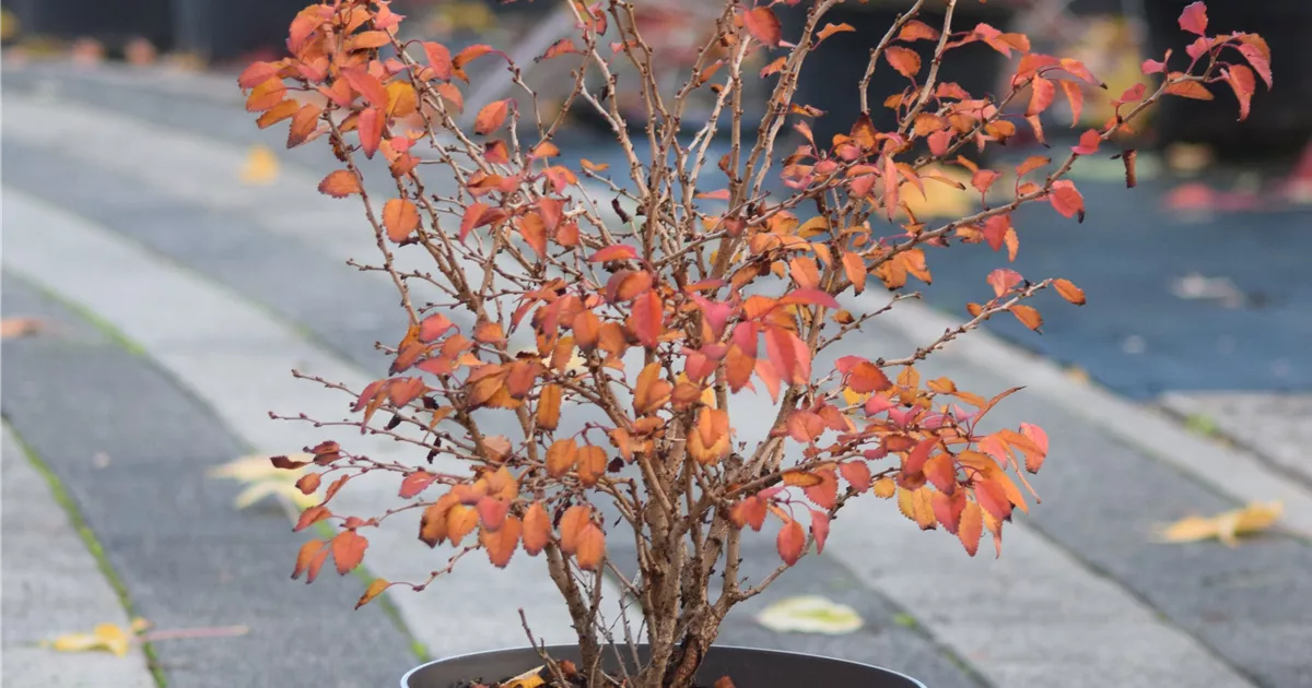 Prunus incisa 'Kojou-no-mai'