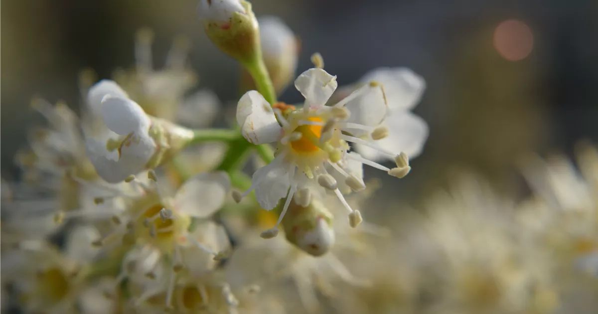Prunus lauroc.'Caucasica'