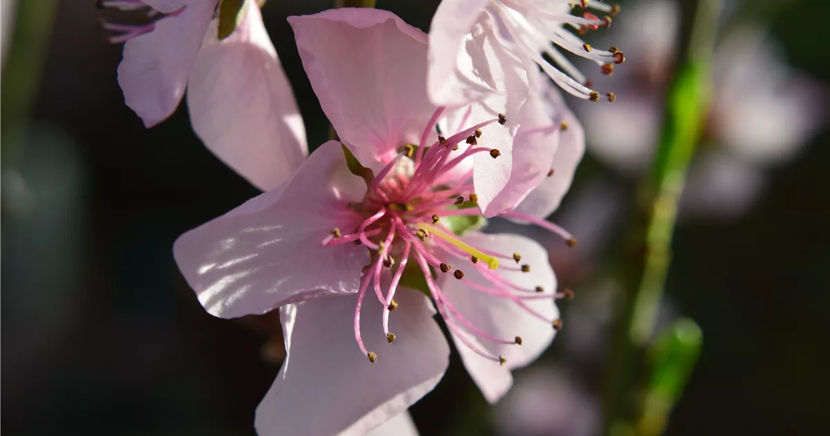 Prunus persica 'Rt. Weinbergpfirsich' CAC