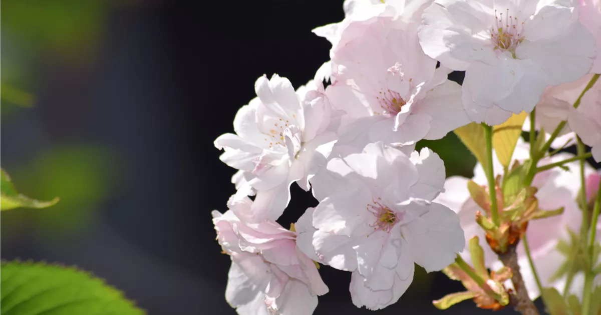 Prunus serrulata 'Amanogawa'