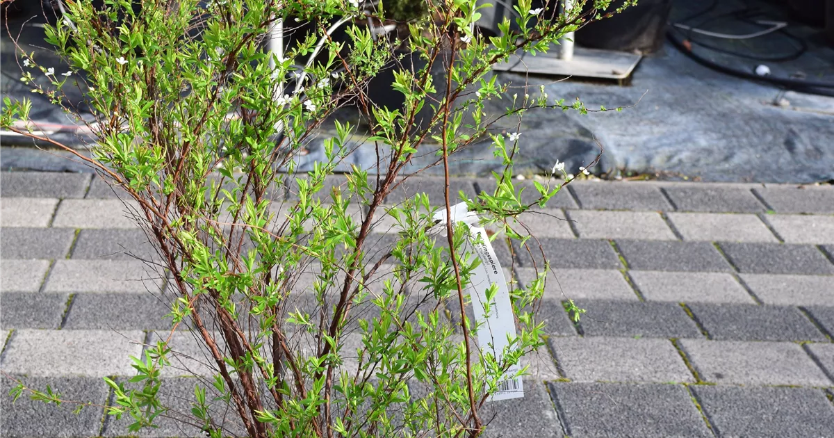 Spiraea thunbergii