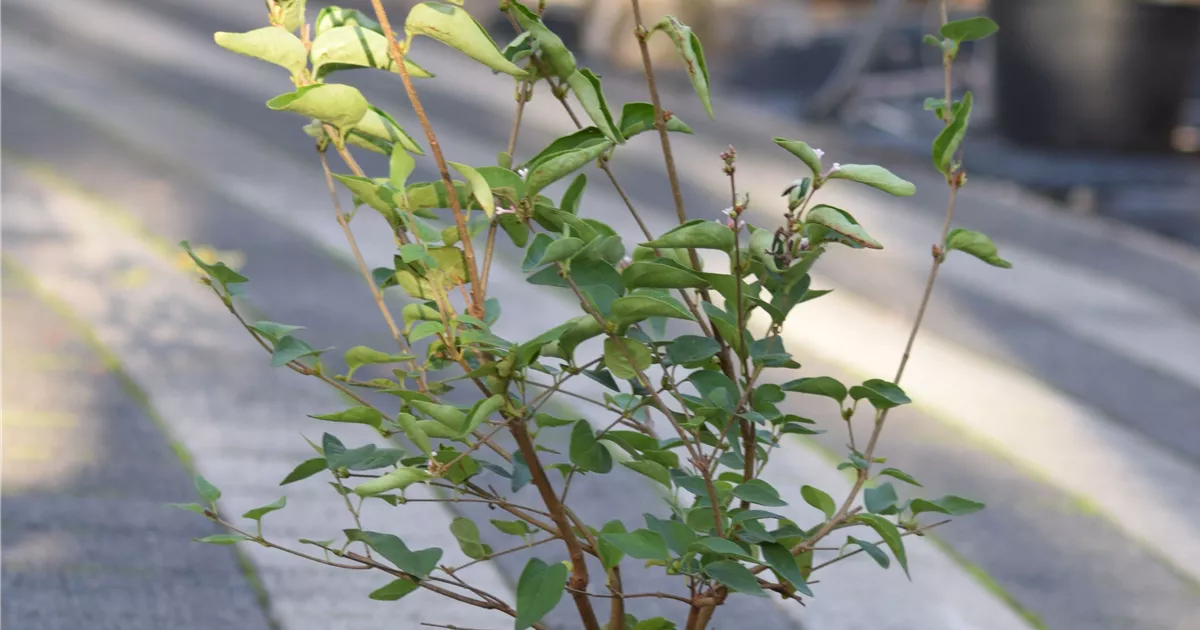 Syringa microphylla 'Superba'