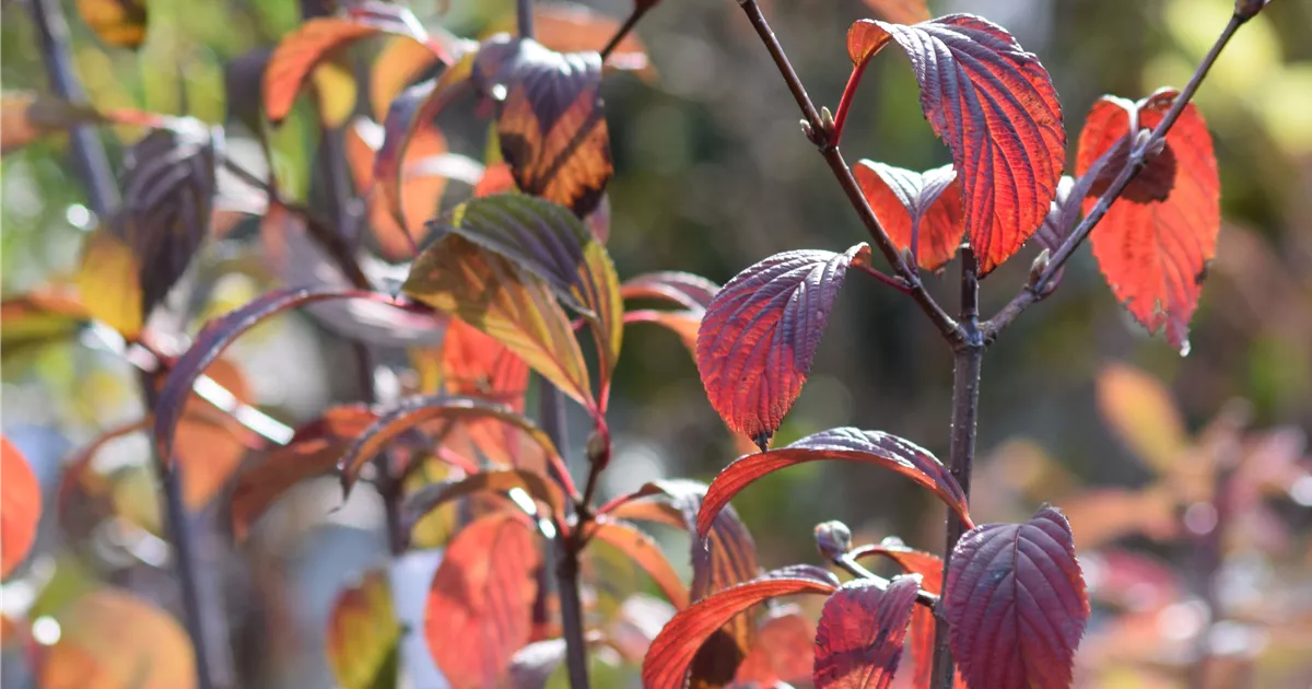 Viburnum bodnantense 'Dawn'