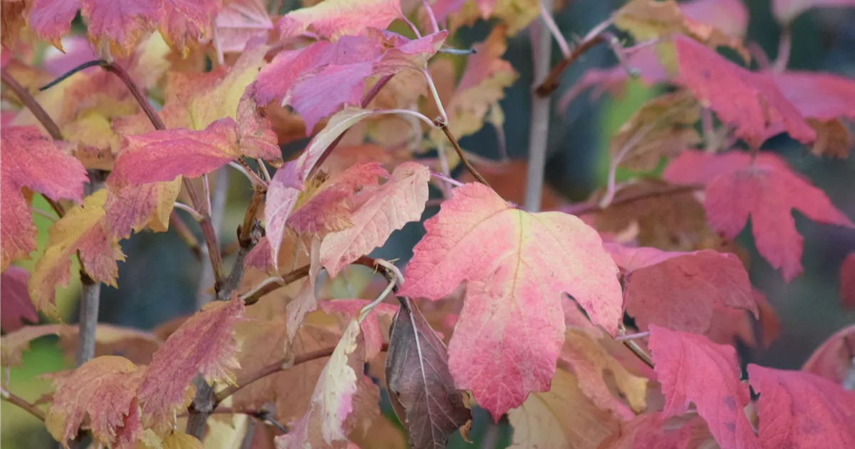Viburnum opulus 'Roseum'