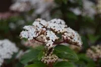 Viburnum tinus 'Eve Price'