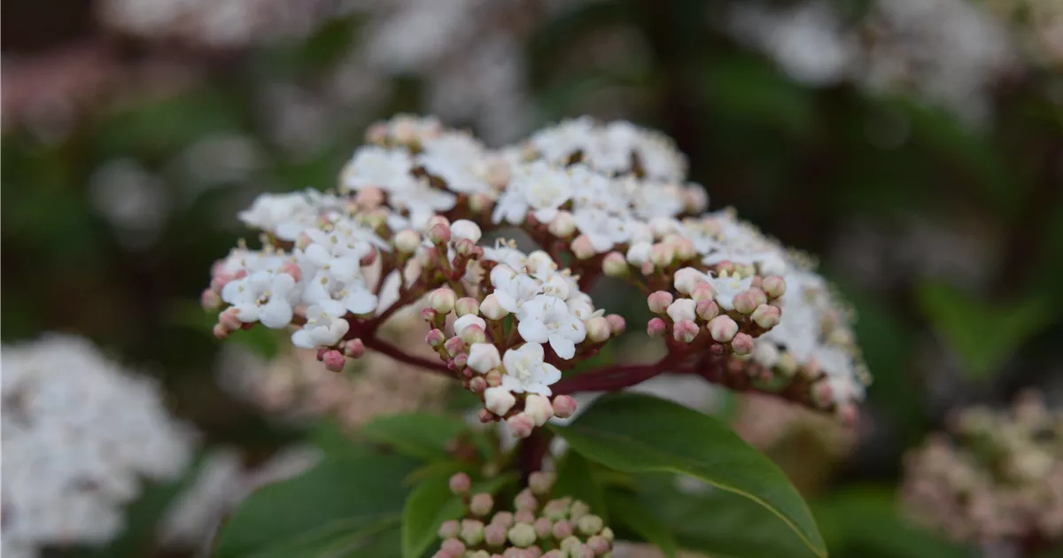 Viburnum tinus 'Eve Price'