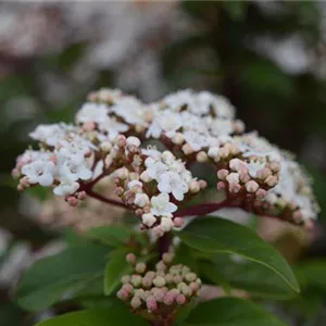 Viburnum tinus 'Eve Price'
