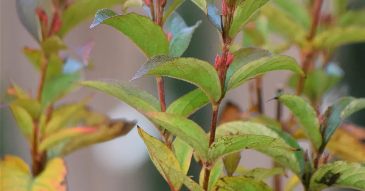 Weigela 'Bristol Ruby'