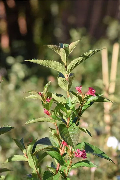 Weigela 'Bristol Ruby', Weigelie 'Bristol Ruby' - Baumschule &  Pflanzenvertrieb Brossmer