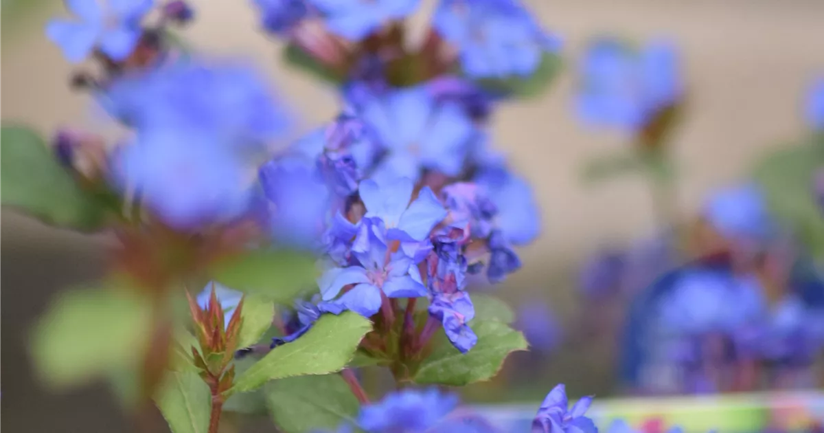 Ceratostigma plumbaginoides