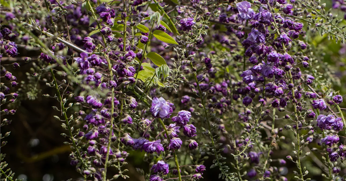 Wisteria floribunda 'Black Dragon', Synonym - Baumschule & Pflanzenvertrieb  Brossmer