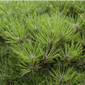 Pinus nigra 'Marie Brégeon'®