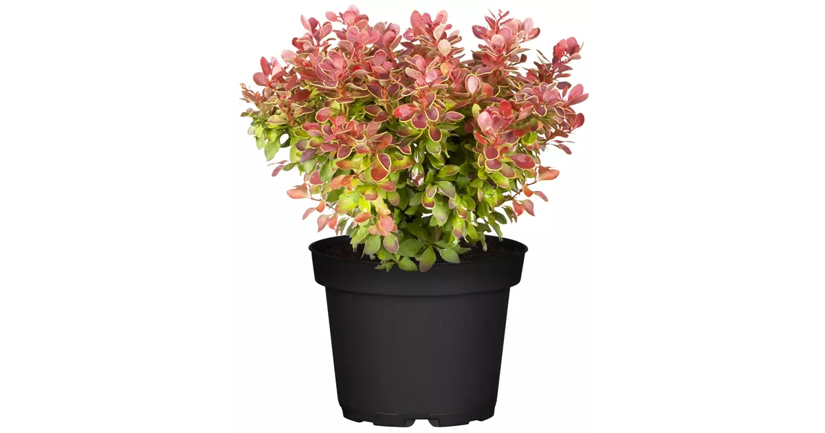 Berberis thunbergii 'Admiration'
