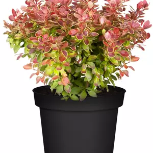 Berberis thunbergii 'Admiration'