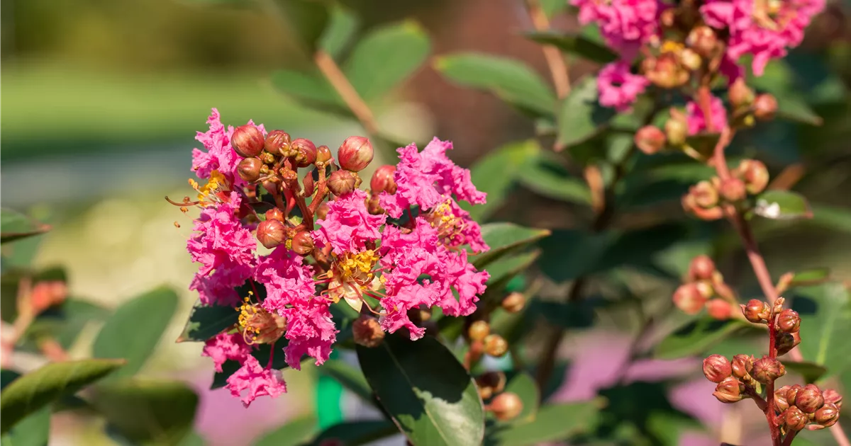 Lagerstroemia 'Osage'