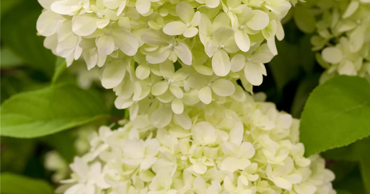 Hydrangea panic. 'Limelight' -S-