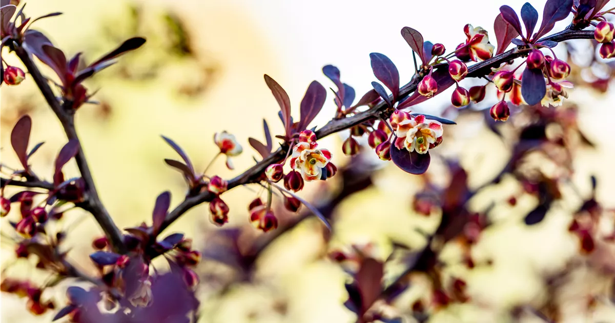 Berberis thunbergii 'Atropurpurea'