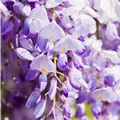 Wisteria sinensis