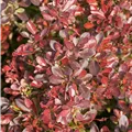 Berberis thunbergii 'Atropurpurea Nana'
